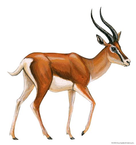 Gazelle | African Plains Mammal, Antelope Species & Adaptations ...