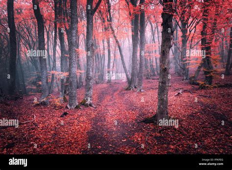 Beautiful magic red forest in fog in autumn. Fairytale landscape Stock ...