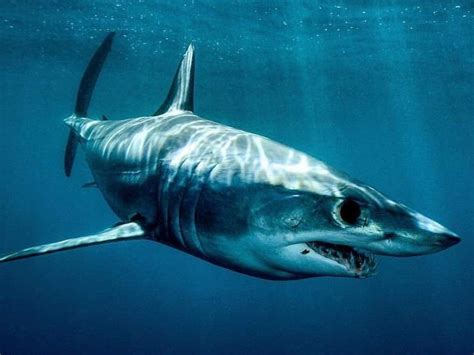 Shortfin Mako Shark Size