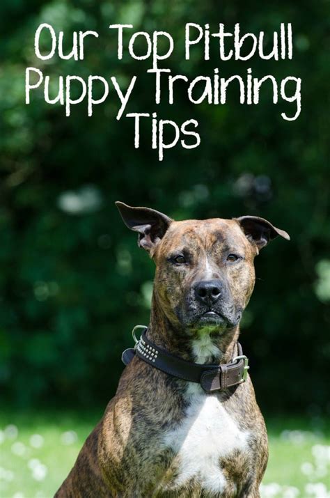 Our Top Pitbull Puppy Training Tips - DogVills