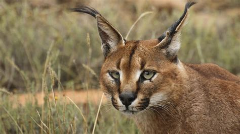 Fondo de pantalla caracal, ojos, cara HD: Widescreen: alta definición ...