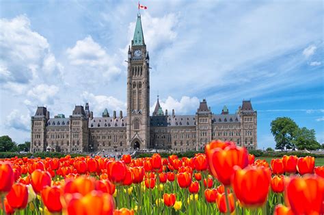 Canadian Tulip Festival: Where to See the Best Blooms in Ottawa