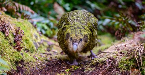 New Zealand's quirky kākāpō are pulled back from the edge of extinction ...