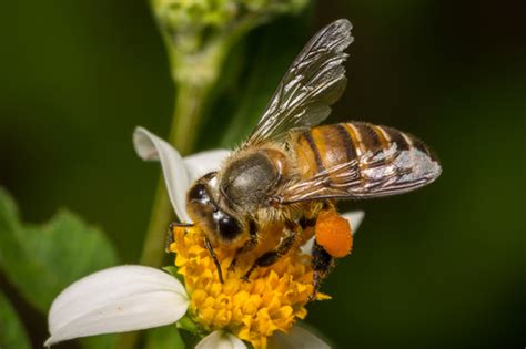 Asian Honey Bee (Apis cerana) · iNaturalist