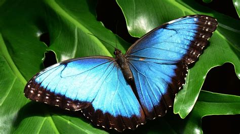 Diamante Blue Butterfly Garden Tour - Welcome to the Congo Canopy ...