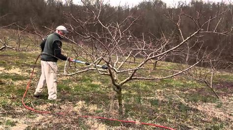 Proper Way To Prune A Peach Tree