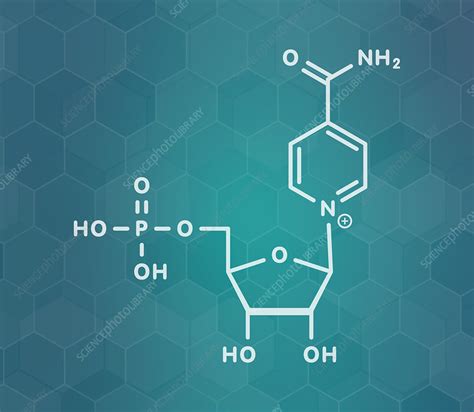 Nicotinamide mononucleotide molecule, illustration - Stock Image - F029 ...