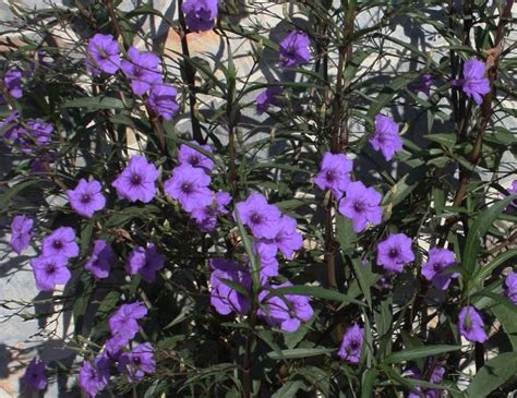 Plant Profile: Mexican Petunia (Ruellia brittoniana)