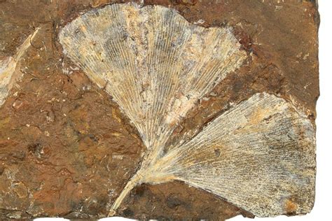 Three Fossil Ginkgo Leaves From North Dakota - Paleocene (#188720) For ...