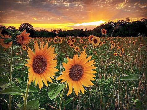 Leser zeigen ihre Fotos : So schön ist der Sommer - Lahr ...