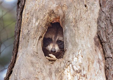 How to Find a Raccoon Den | Outdoor Pests