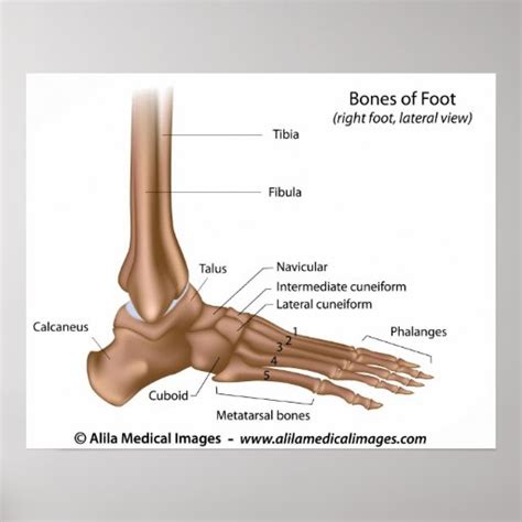 Bones of foot, labeled diagram. poster | Zazzle