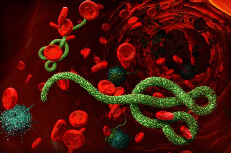 Breakthrough in rapid, mass screening for the Ebola virus