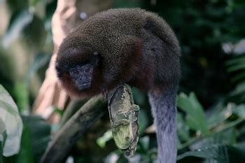 What is a Titi Monkey? - Habitat, Species & Facts | Study.com