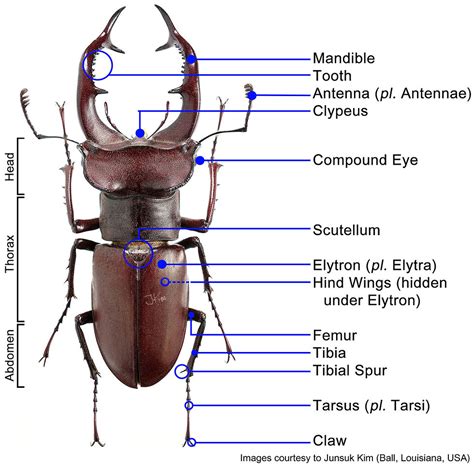 [Breeding] Stag Beetle Anatomy | Insect Brothers