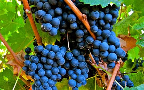 Grapes : Merlot - Gismondi on Wine