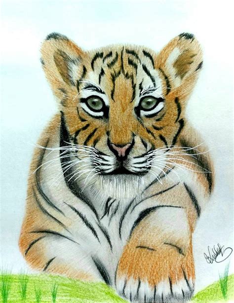 The Tiger Cub Drawing by Kuldeep Singh | Saatchi Art