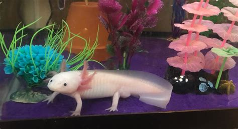 Axolotl Tank Mates - What Is Really Safe? | HubPages