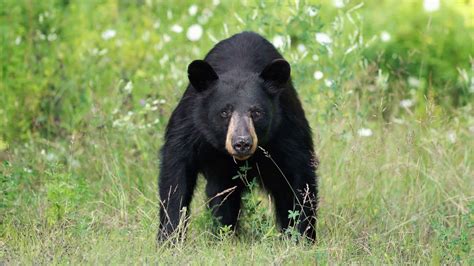 Are Bears Like Cats Or Dogs