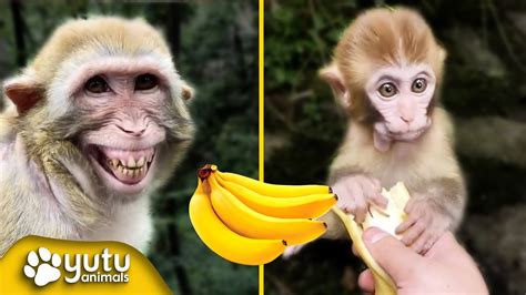 Cute and Funny Monkeys Eating Bananas By yutu animals - YouTube