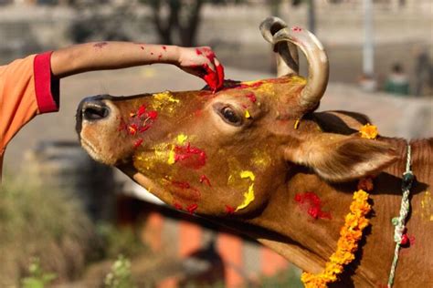 Cow: National Animal of Nepal | Cow Becomes National Animal Of Nepal