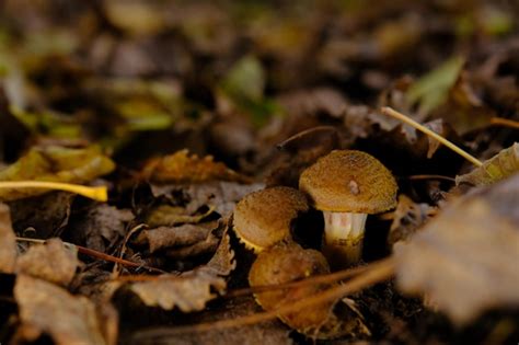 Page 8 | 7,000+ Edible Fungi Pictures