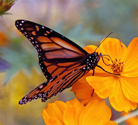 Monarch Butterflies Could Go Extinct In The Next Few Years If Federal ...