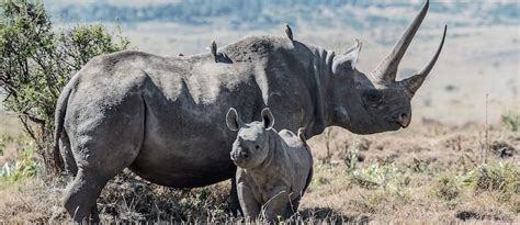 What makes up a rhino's horn?