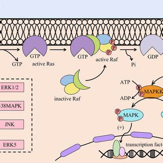 MAPK signalling pathway. The activation of the MAPK signalling pathway ...