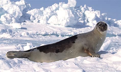 Harp Seal - Facts, Diet & Habitat Information