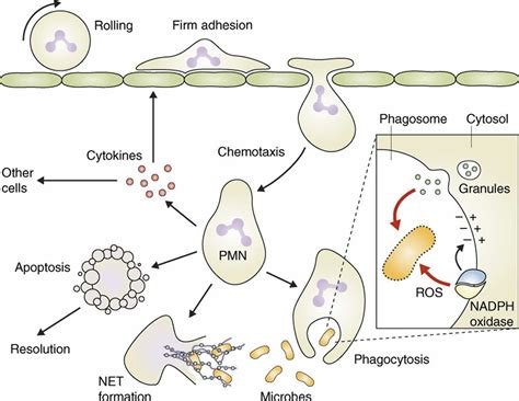 Neutrophils, neutrophils function, causes of low or high absolute ...