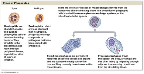 types of phagocytes | Anatomy and physiology, Immunology, Physiology