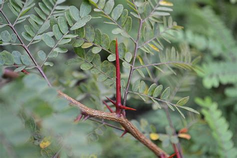 Gleditsia triacanthos - UDBG