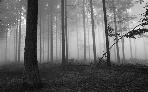 Dark Forest Wallpapers - Wallpaper Cave