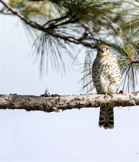 Mauritius kestrel conservation | ZSL