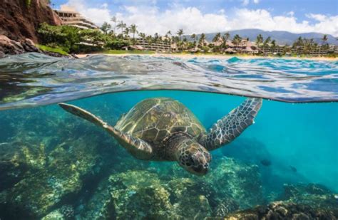 Maui Ocean Center Opens Hawaiian Marine Life Hale at Sheraton Maui ...