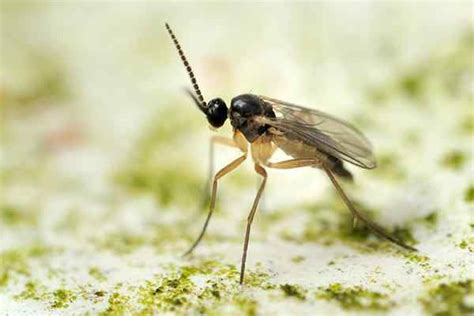 Fungus Gnat Identification Guide | How To Get Rid Of Fungus gnats