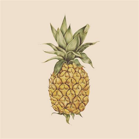 Illustration of tropical fruit watercolor | Premium Vector Illustration ...