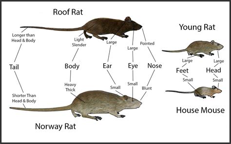 Mouse Poop vs Rat Poop - Identify & Clean up Droppings | Pestcheck | Blog