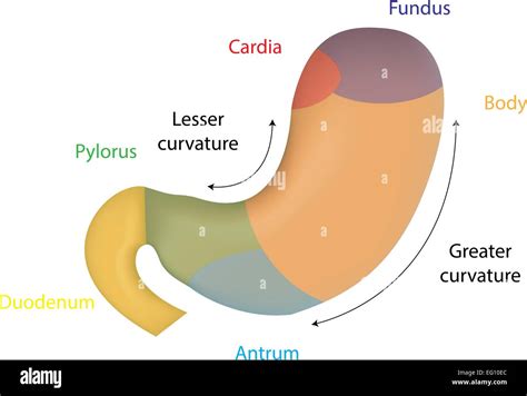 Stomach Color Anatomy Stock Vector Image & Art - Alamy