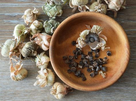 How To Collect Hollyhock Seeds To Plant Later