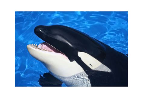 Orca Living in Captivity May Return to the Ocean - National Humane ...