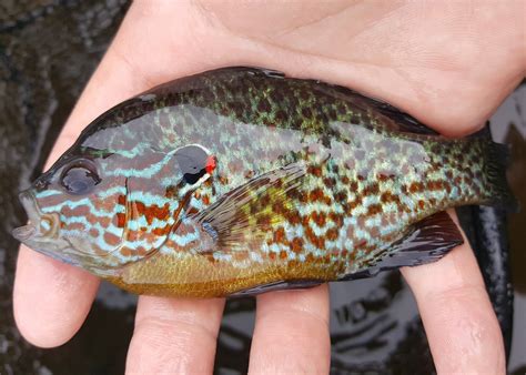 Sunfish vs Bluegill Identification Guide – Rebel Health