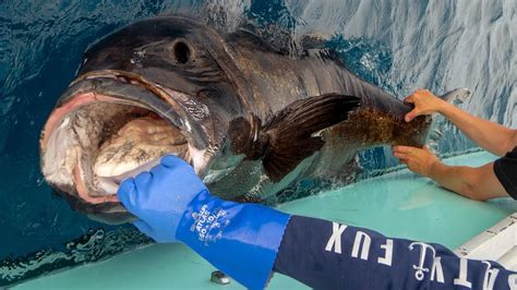 GIANT Pacific Sea Bass. Nearly Extinct (California Deep Sea Fishing)