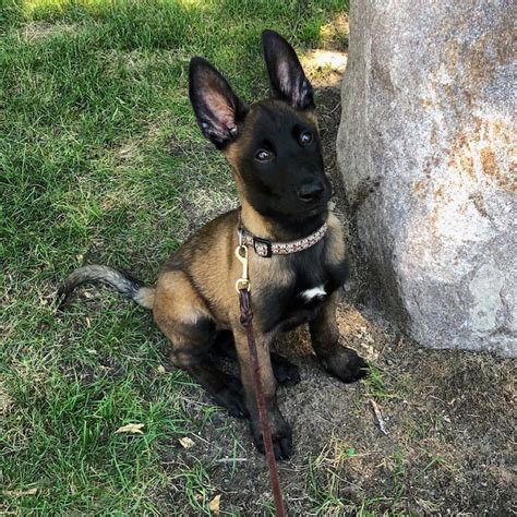 14 Facts About Belgian Malinois And Why We Love Them | PetPress