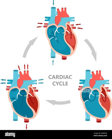 Phases of the cardiac cycle - diastole, atrial systole and atrial ...