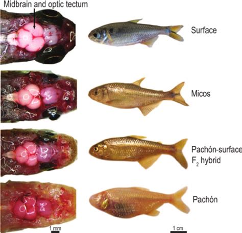 A comparison of brain size and body morphology in the four Mexican ...