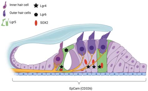 Organ Of Corti Hair Cells