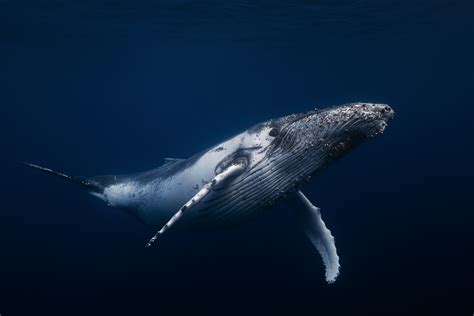 Humpback whale! www.underwater-landscape.com on Behance