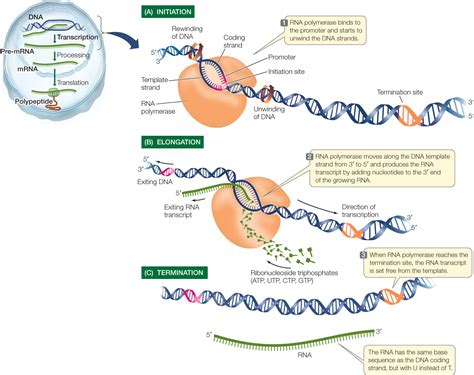 Gene Expression Transcription Worksheet